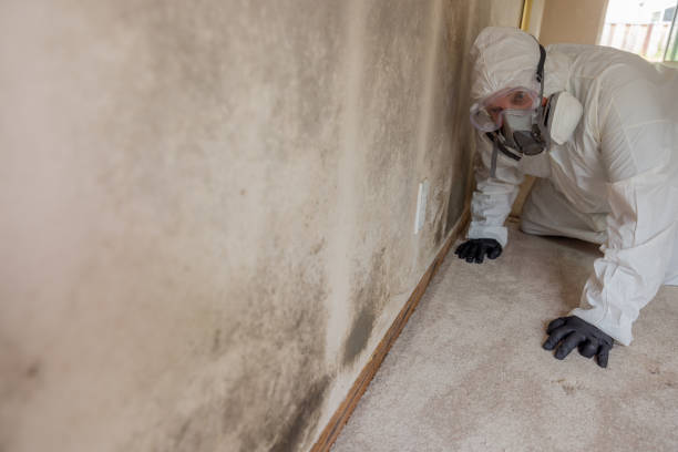 Environmental Consulting for Mold Prevention in Reedsville, WI